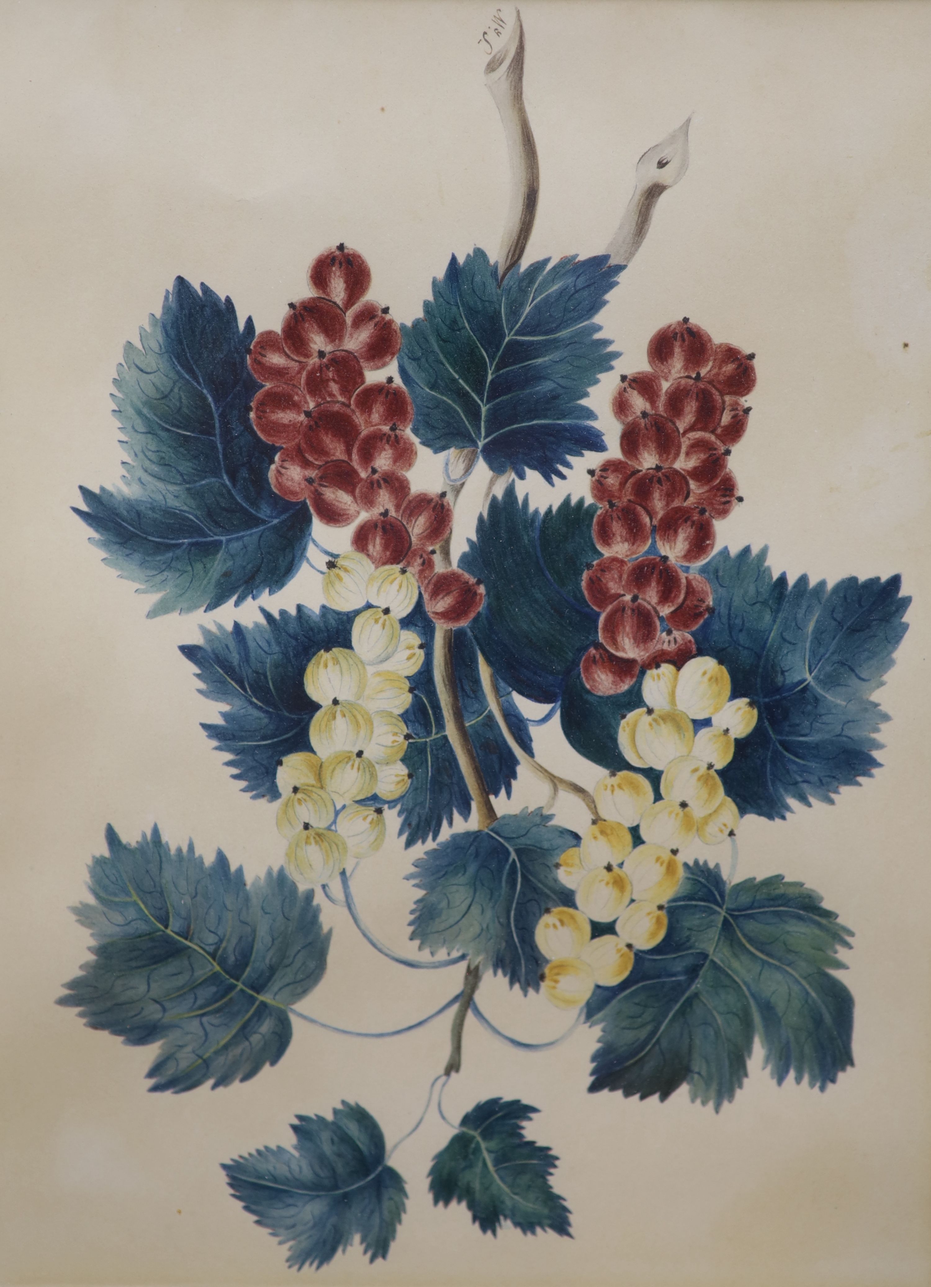 19th century English School, thirteen watercolours, mostly botanical studies but also including birds, one initialled M.y.F., largest 26 x 19cm